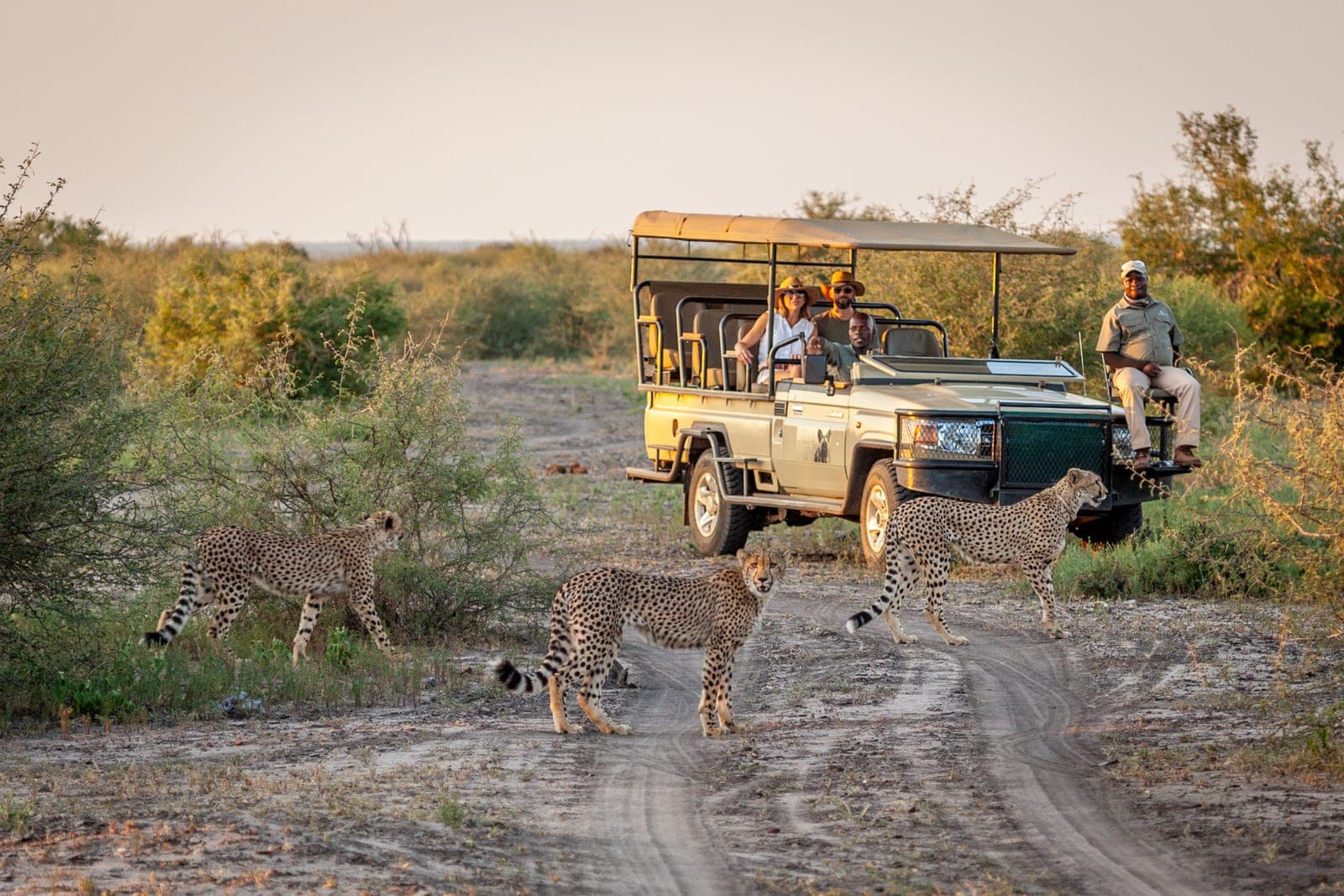 Guests viewing cheetah from an open game vehicle in the Madikwe.