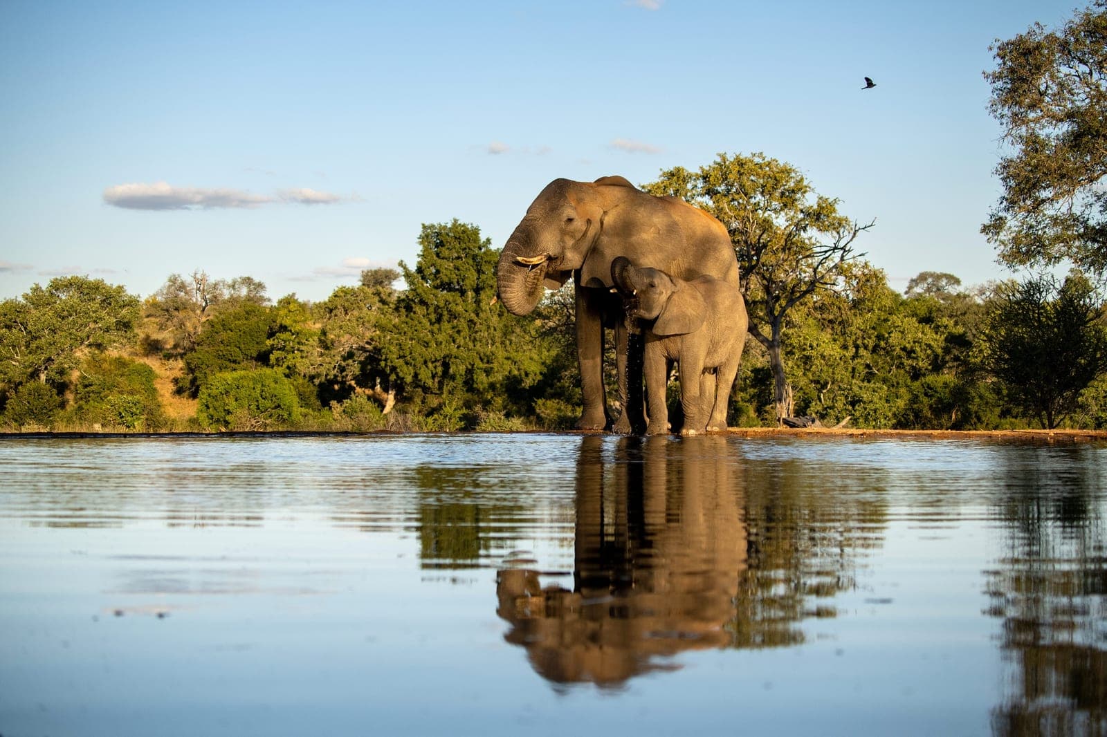 An elephant at the waterhole, reflected in still water, at Kings Camp.