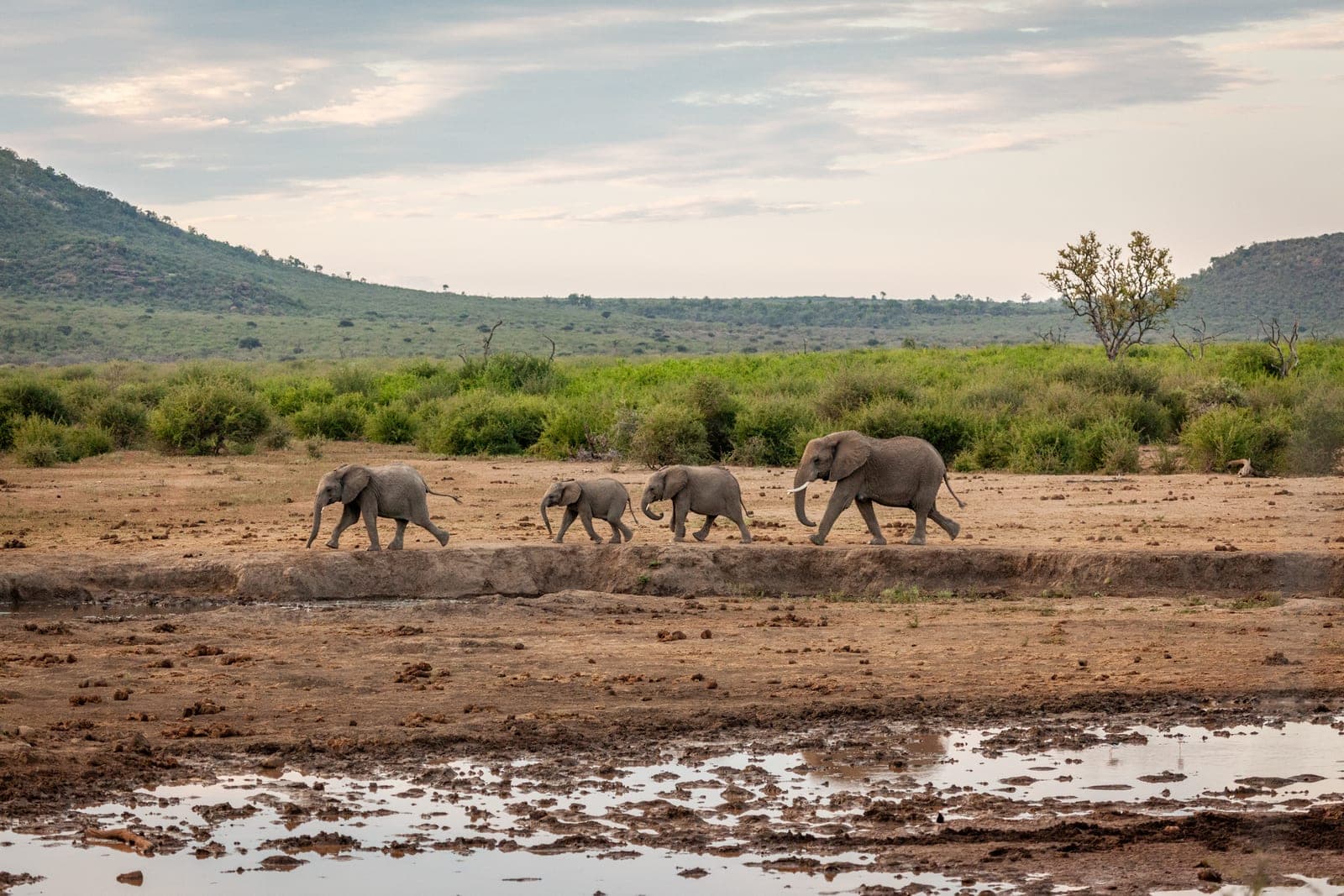 A herd of elephants crossing the plains in the Madikwe.
