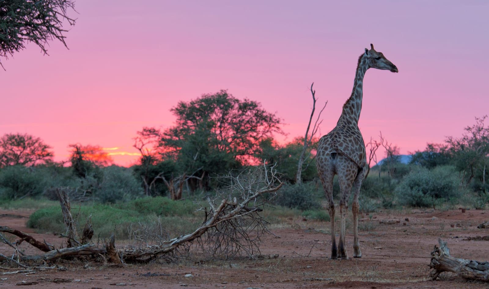 A giraffe silhouetted against a pink sunset near Tuningi in the Madikwe.