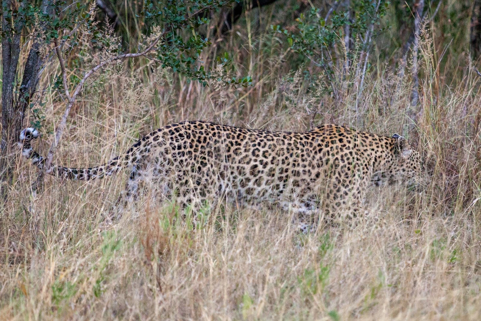 A leopard on patrol through the Sabi Sand bush.