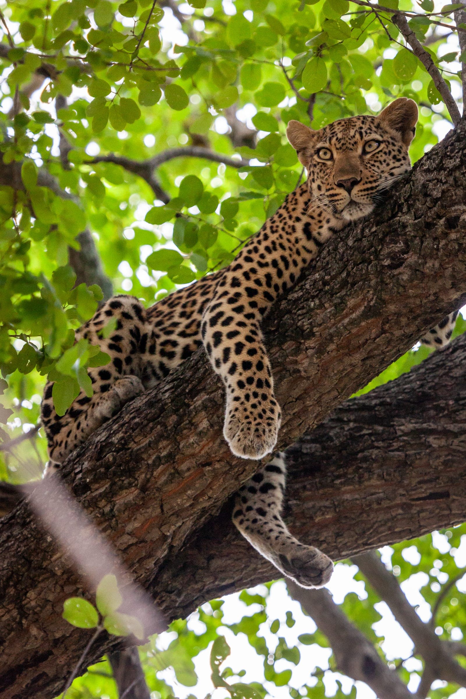A leopard resting in a tree in the Sabi Sand.