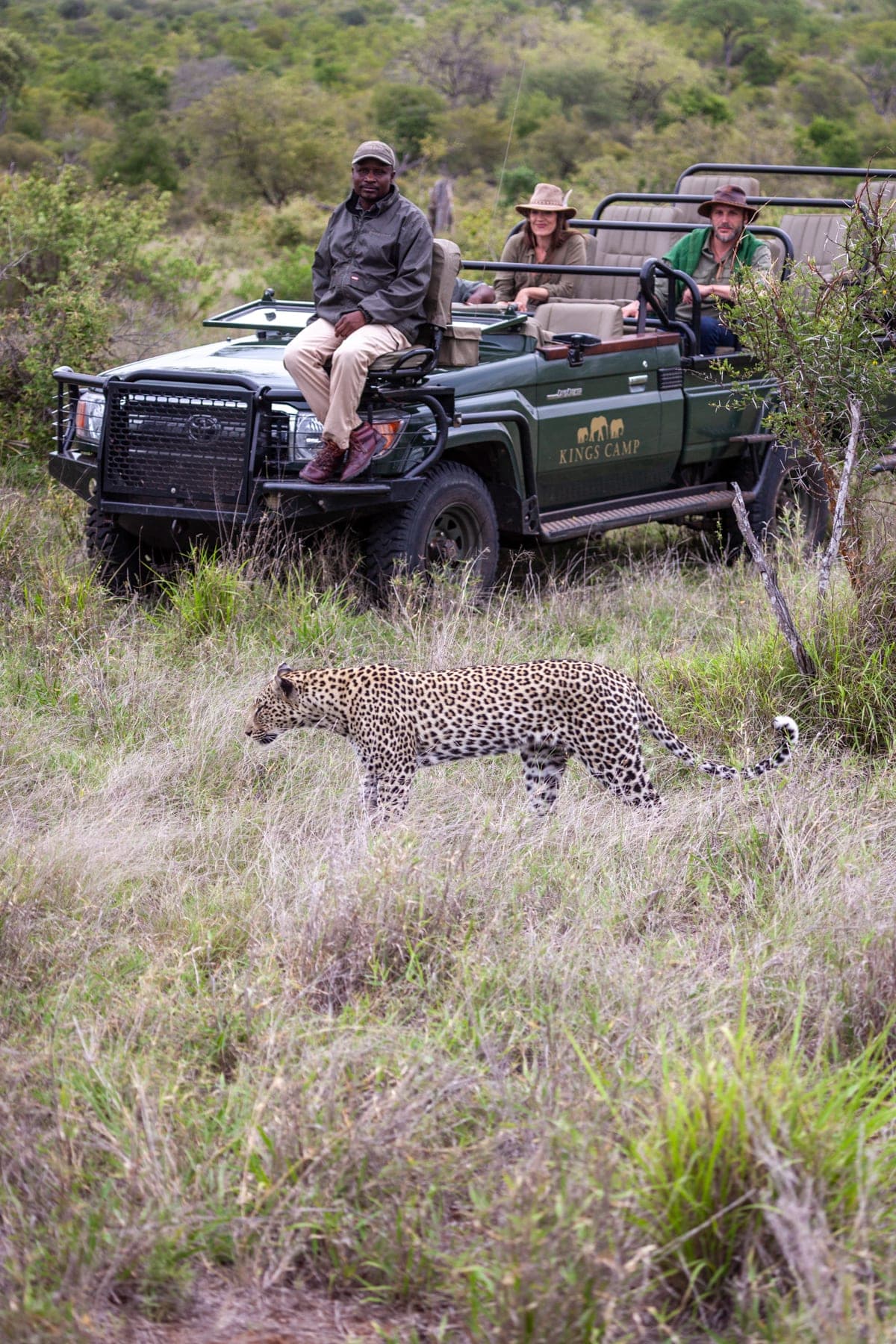 A leopard on the move in the greater Kruger, seen from a game vehicle.