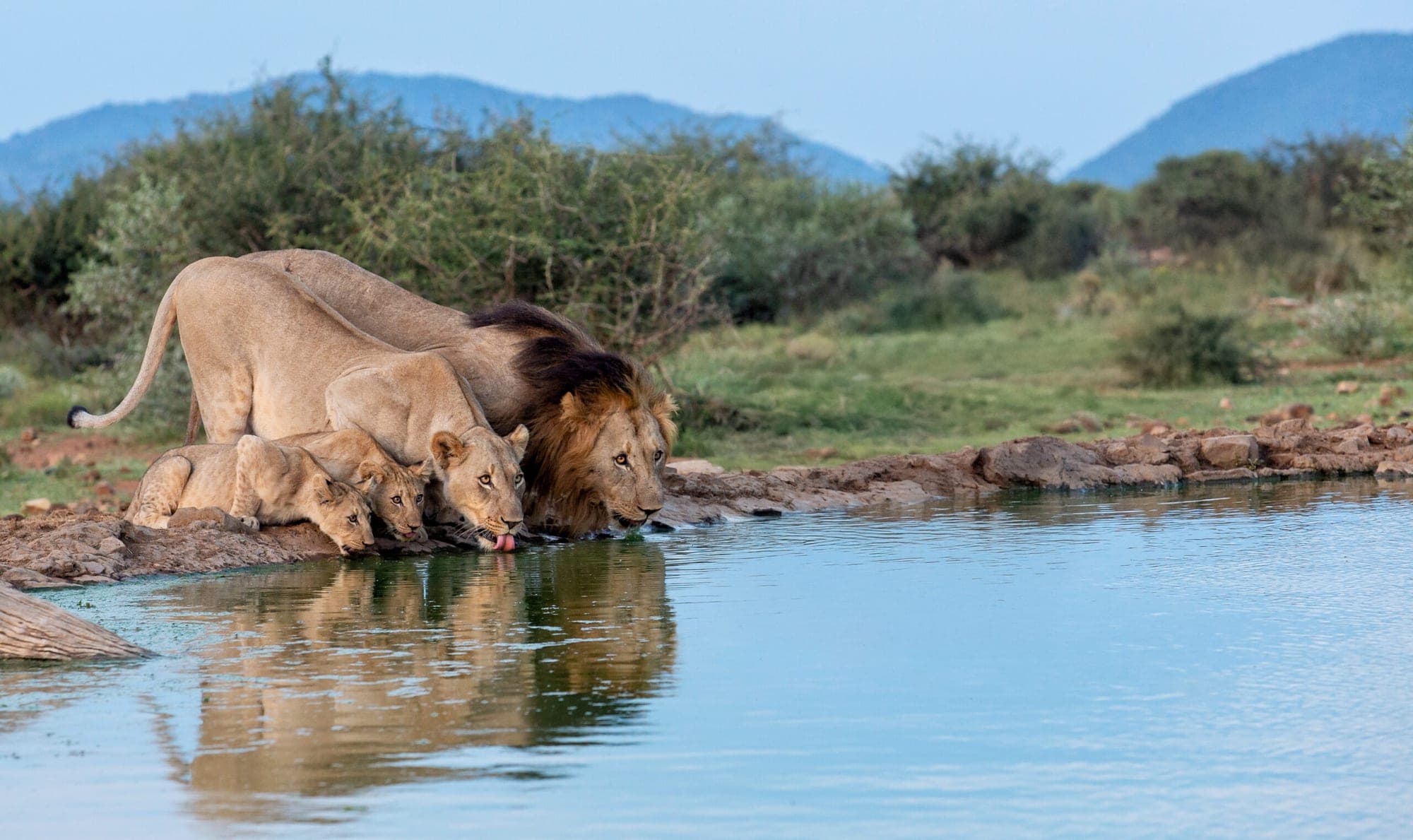 A lion pride drinking at a waterhole in warm afternoon light.