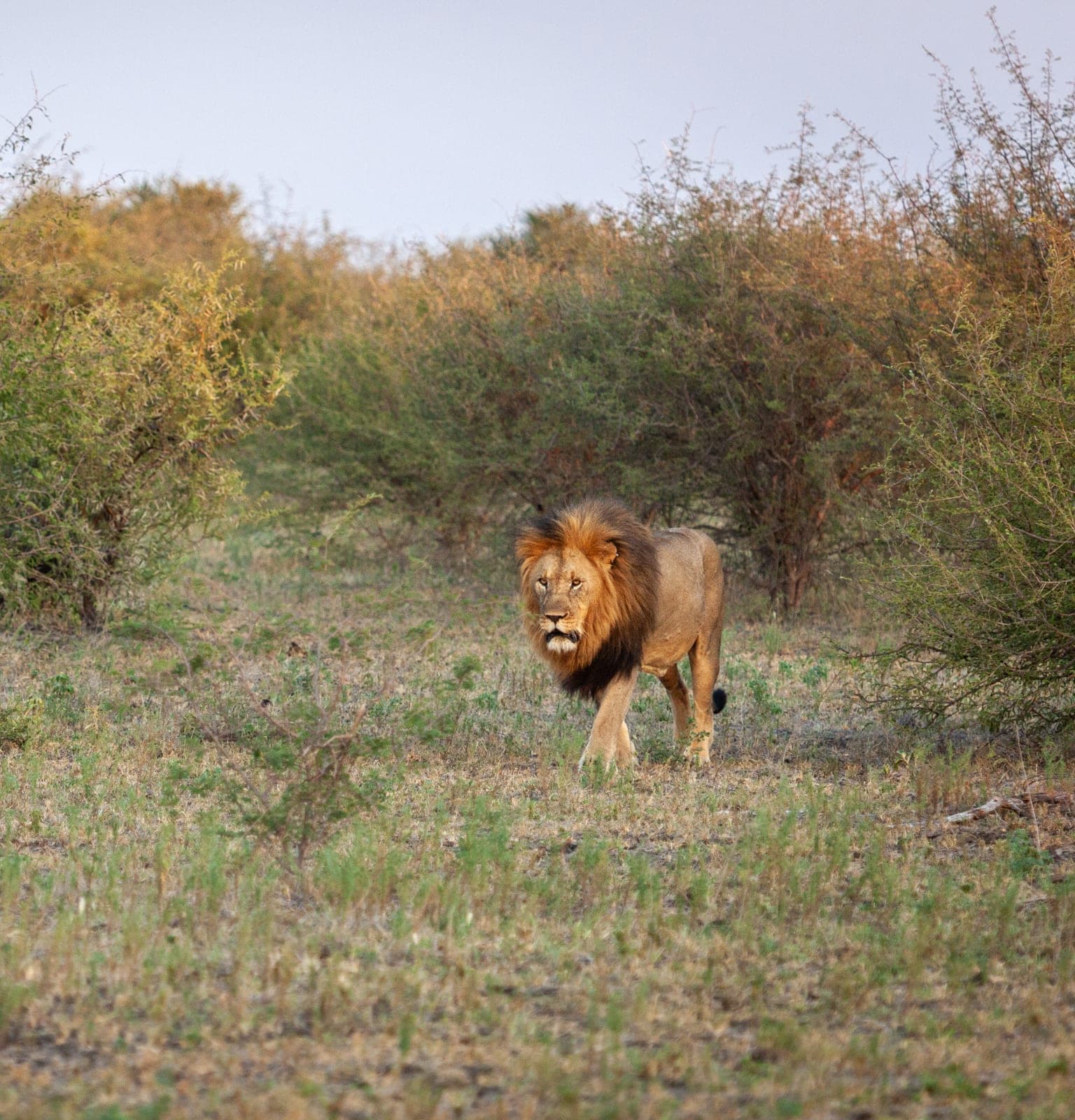 A male lion in golden grassland in the greater Kruger.