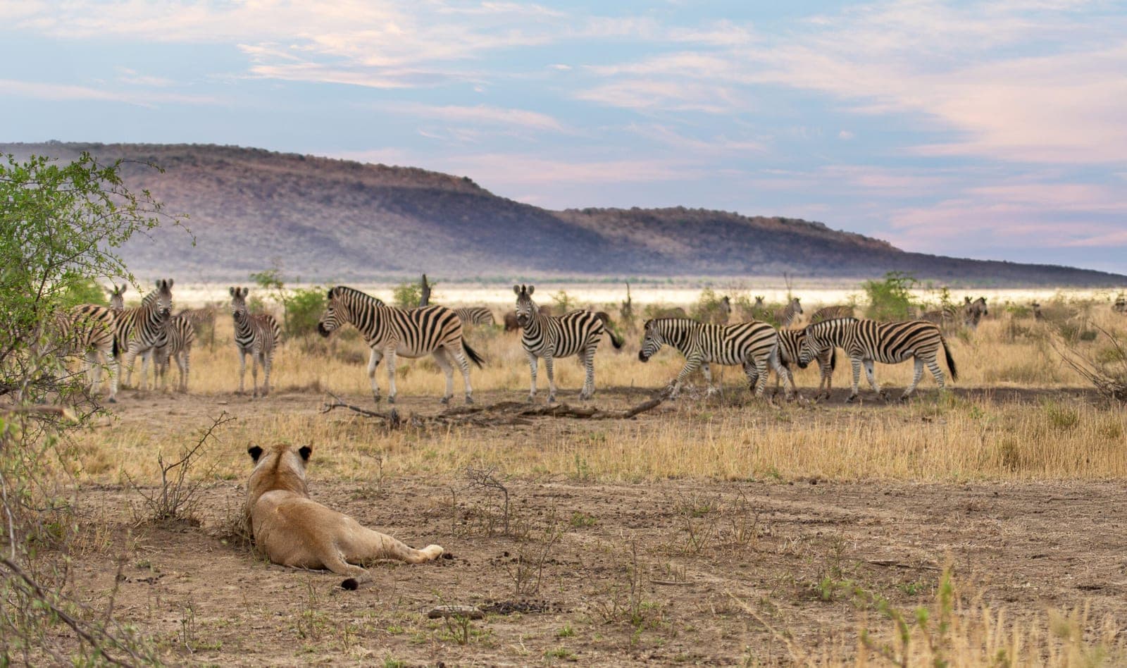 A lioness watching zebra across the Madikwe plains.