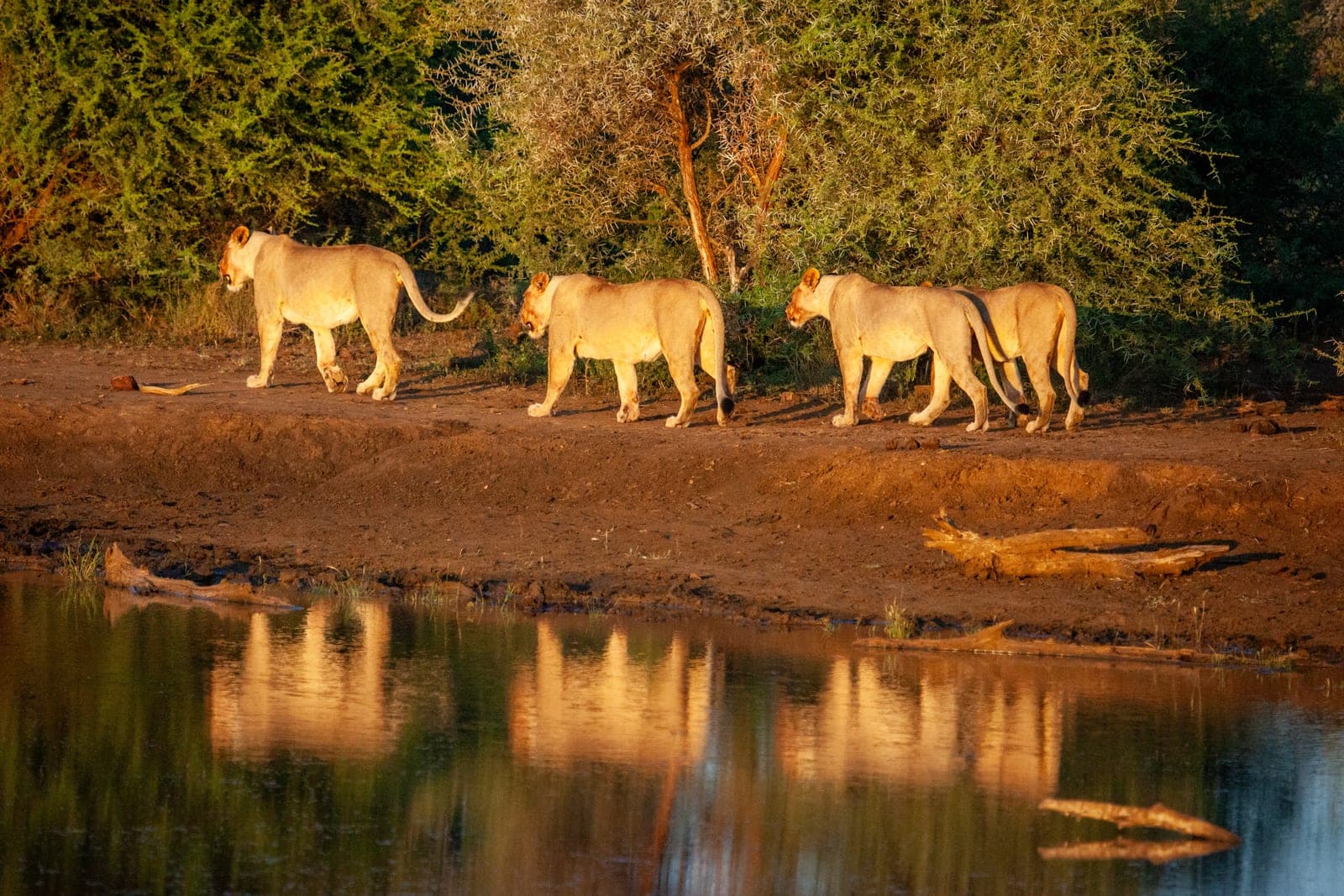 Lions gathered at a waterhole, reflected in still water.
