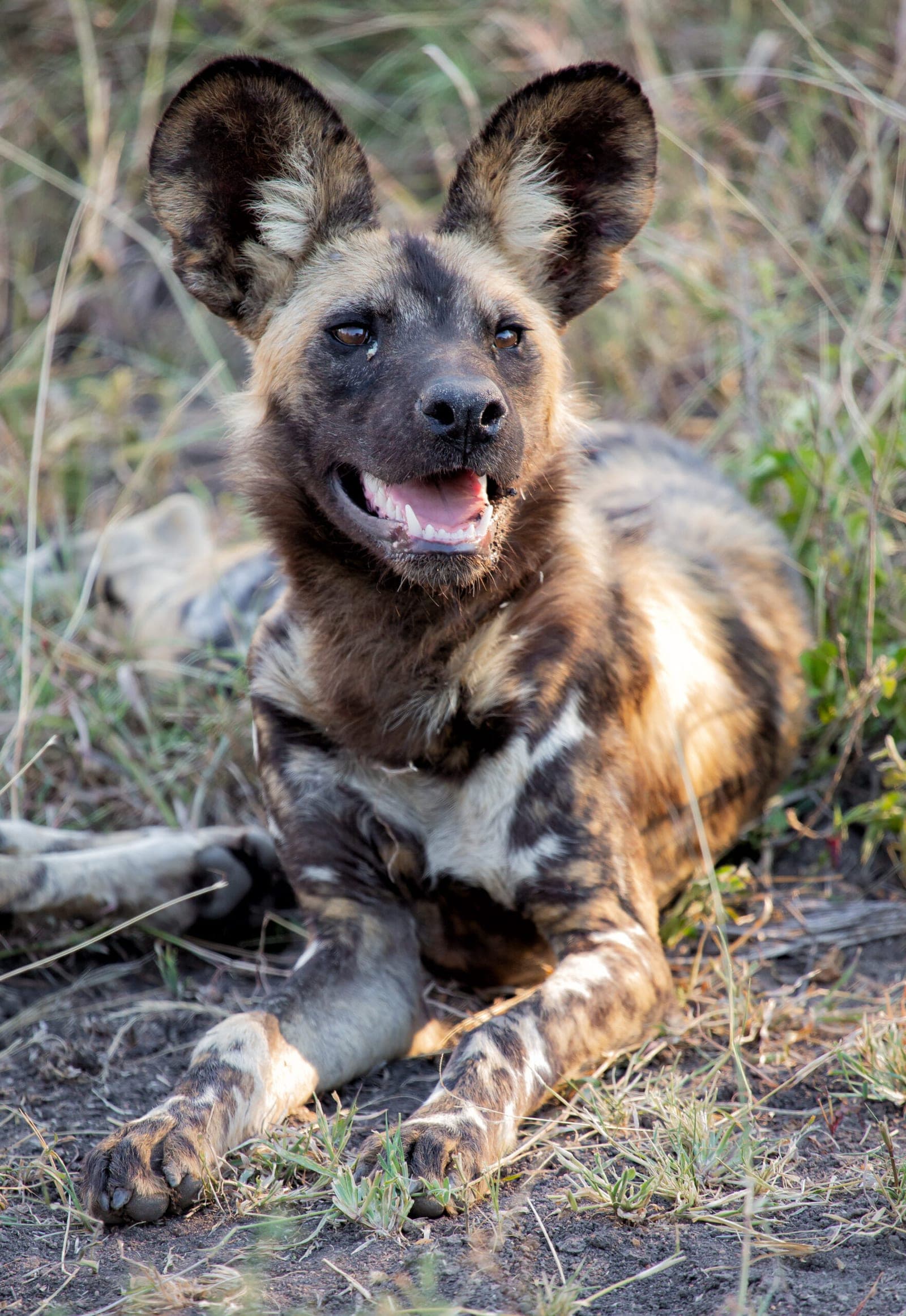 An African wild dog, one of Madikwe's signature species.